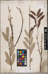 Foto von Salix caprea L. x Salix eleagnos Scop.